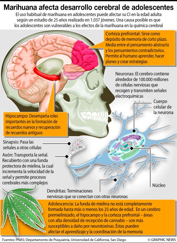 EFECTO DEL CANNABIS efecto del cannabis: