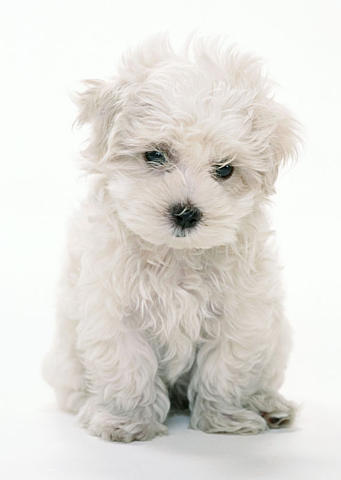 Anjing shi + zu Anjing shi + zu