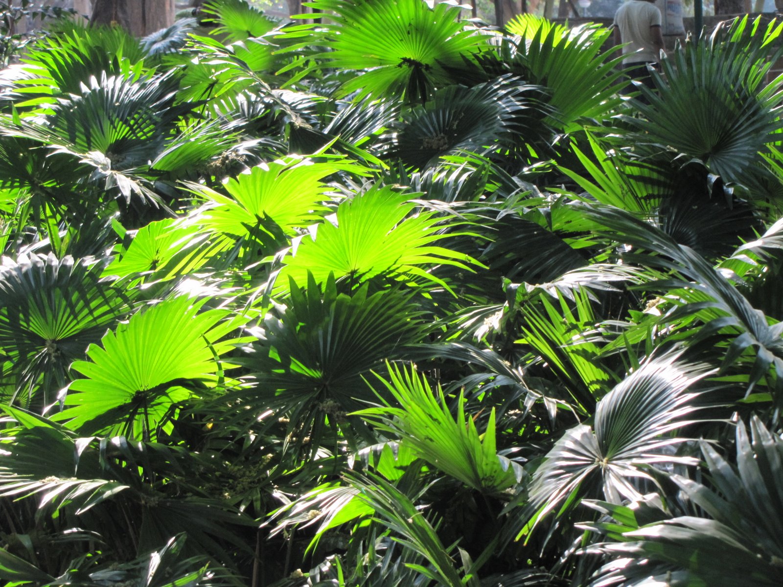 Hallucinations! Tree Mania