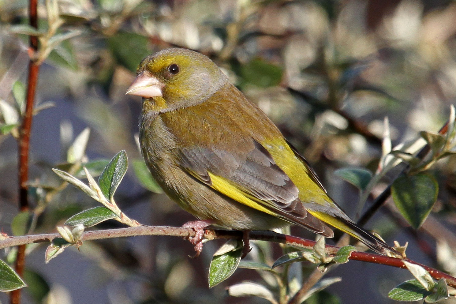 Greenham Birding Greenfinch Close Encounter