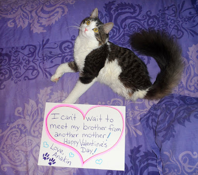 Happy Valentine's Day Love Anakin The Two Legged Cat