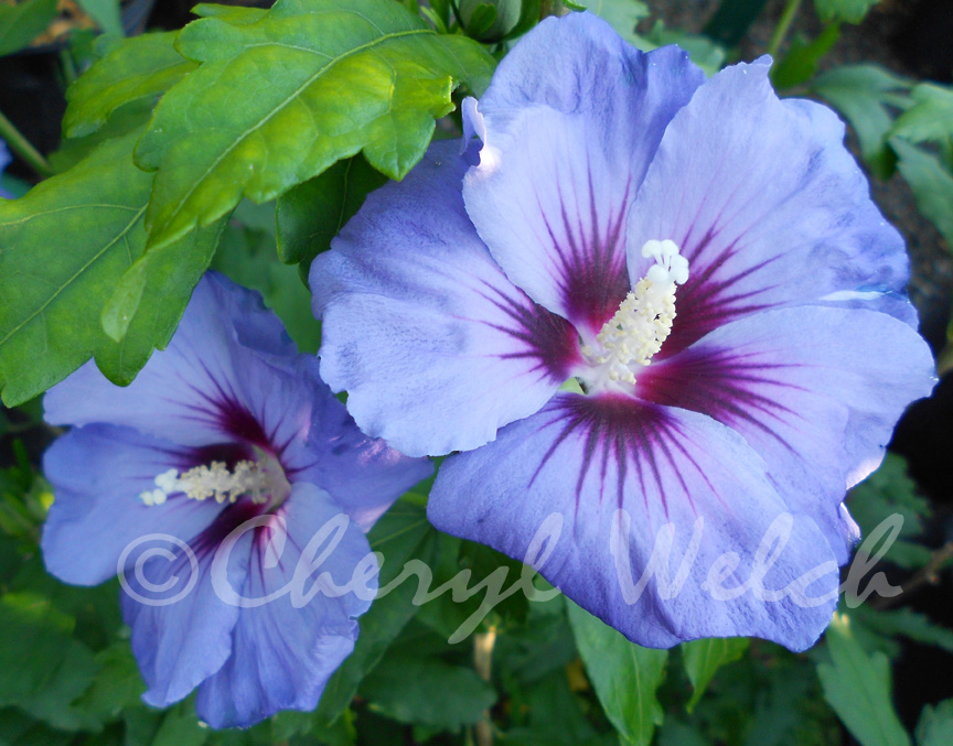 My Petal Press Garden Blog Hibiscus Syriacus Blue Satin Rose Of