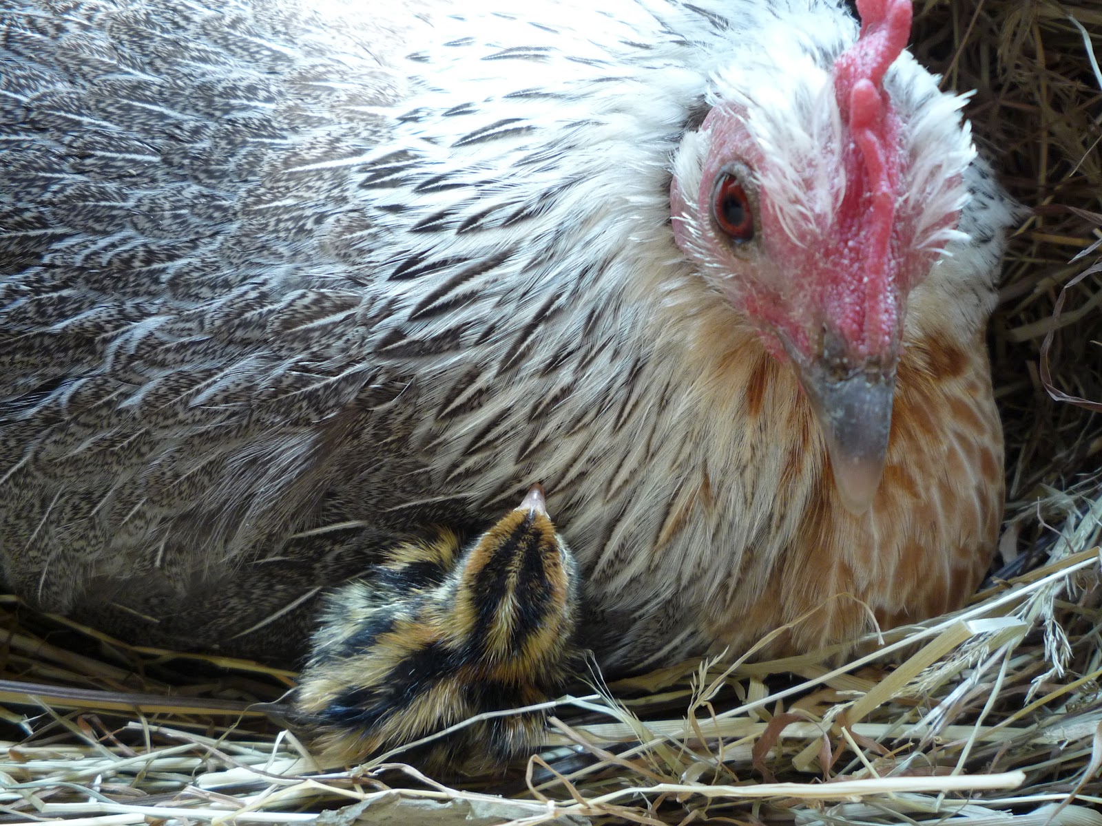Hatching and Raising Quail Organically for hay fever and eczema Part