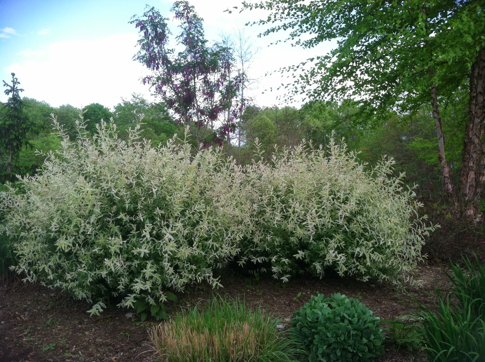 Rapsu Blog Salix Integra Dappled Willow Hakura Nishiki