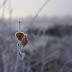 Frosty England