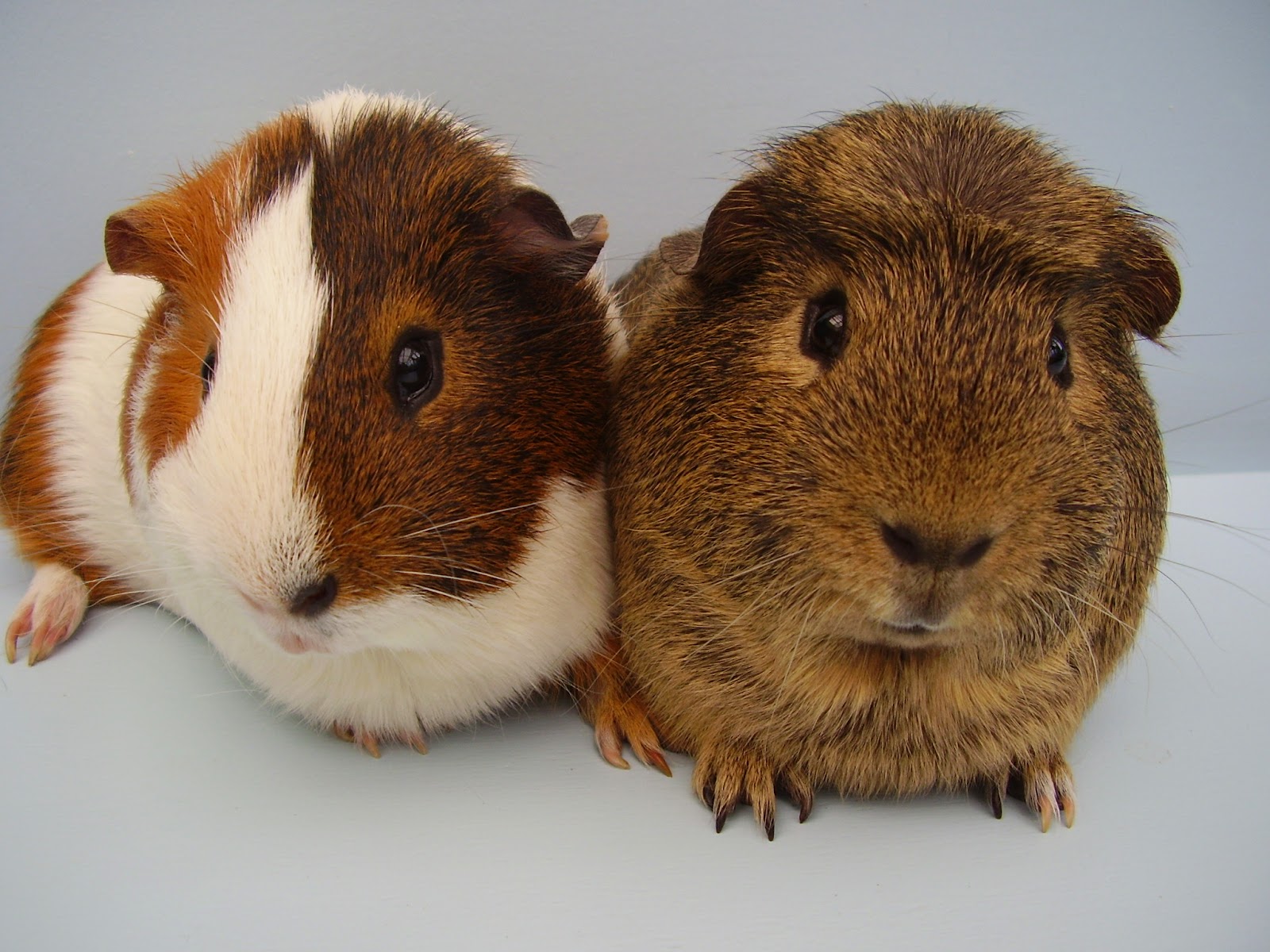 Glynneath Guinea Pig Rescue and Boarding 01639 721127 10am4pm Olly & Ethan. Rehomed 29/5/15