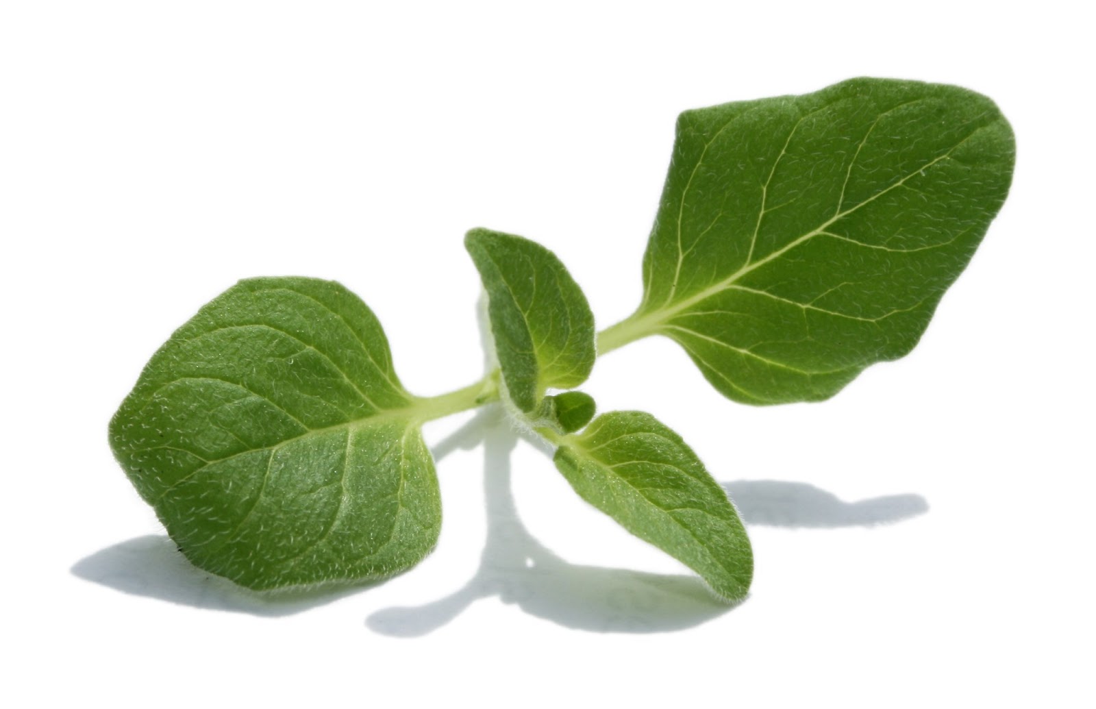 The healing power of oregano: the benefits and harm The healing power of oregano: the benefits and harm