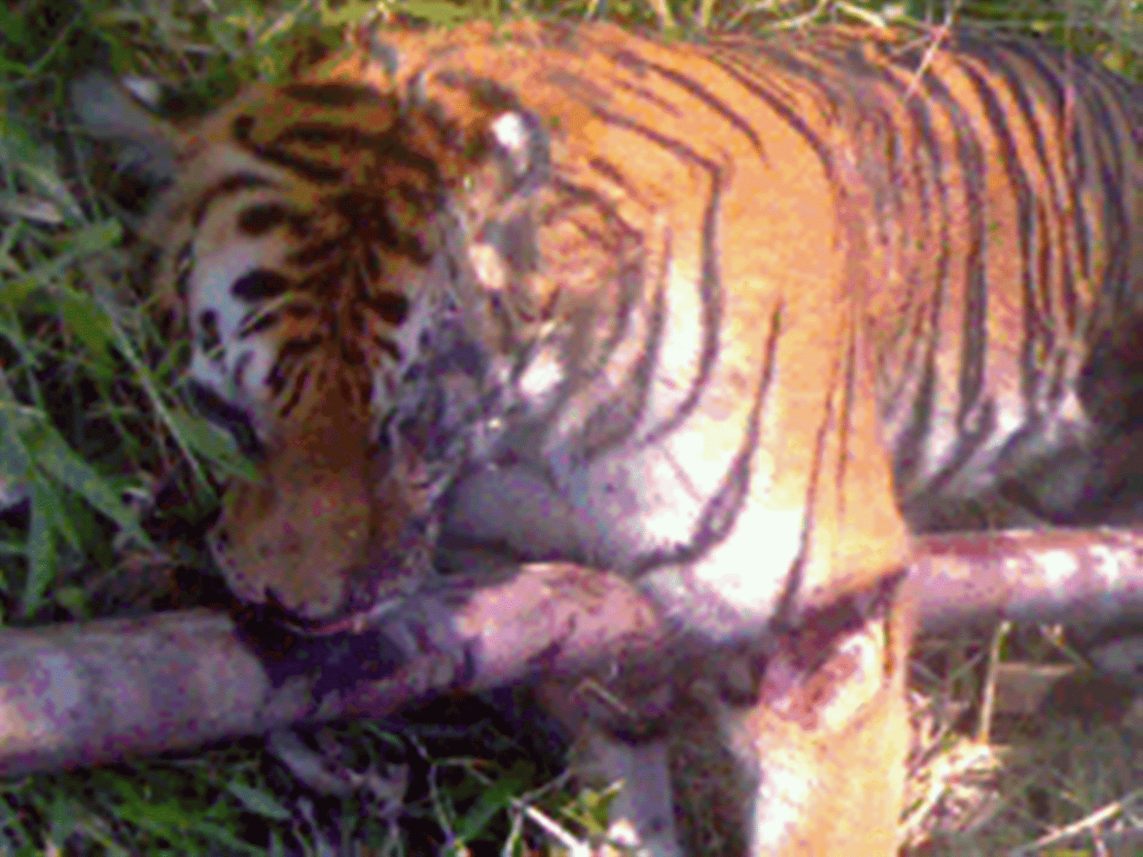 Sumatran tiger died by high electric fence in Berbak NP