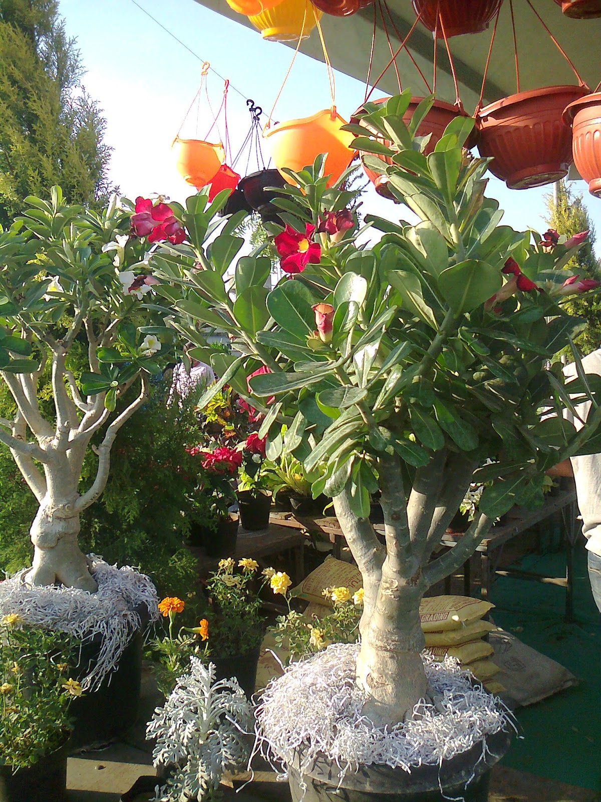 Flower Show 2013 In Ahmedabad Green Ahmedabad Flower Show 2013 In Ahmedabad Green Ahmedabad