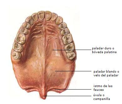 CURSO DE LESIONES NEOPLÁSICAS EN CAVIDAD ORAL: ESTRUCTURAS NORMALES DE