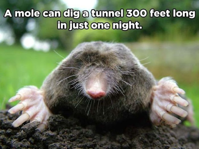 animal facts, amazing animal facts, facts about animals, a mole can dig a tunnel 300 feet long in just one night