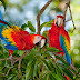 The Operation Macaws