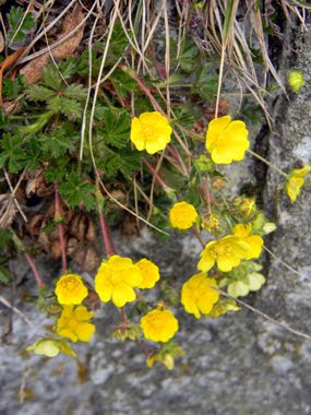 Potentilla di Crantzii (Cinque foglie di Crantz)