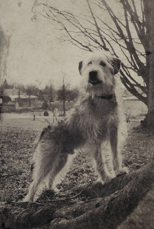 Pet Blog By Bocci @ Bocci's Beefs: "A Dingo Ate My Baby!" Well, Maybe