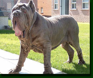 Dogs Info: Neapolitan Mastiff Dog Breed