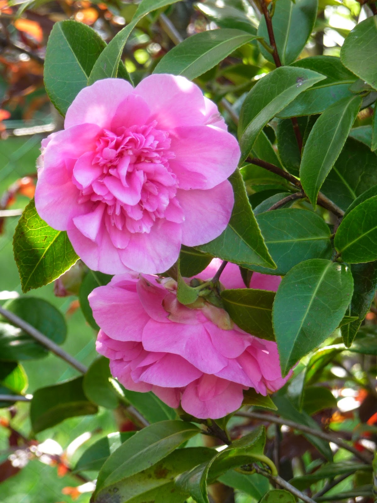 5 Favorites For A Beautiful English Cottage Style Garden French