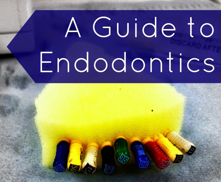 A Guide to Endodontics TOOTH GERM