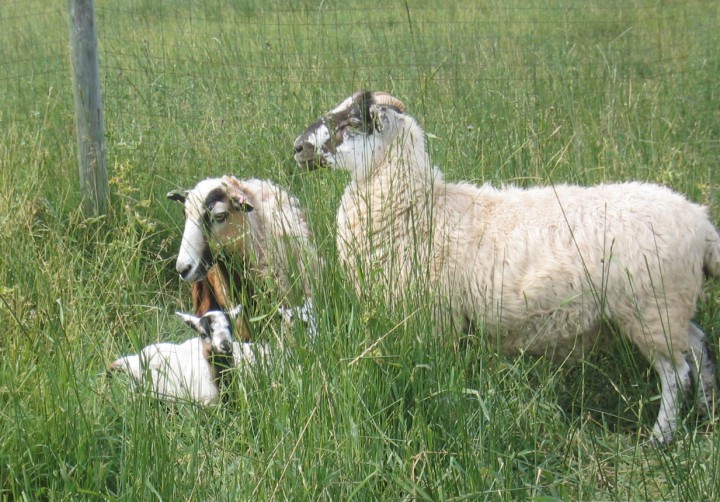 Baa Ram Ewe Sheep Breeds of Sheep whose Wool is Used for Carpets