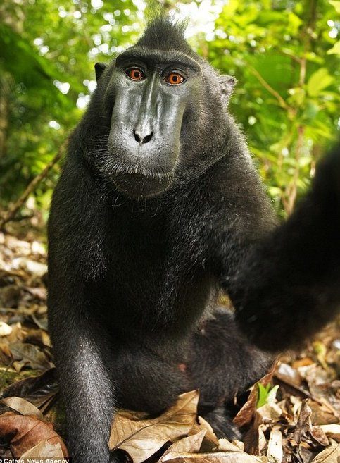 monkey portrait 2