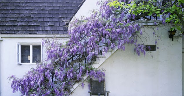 Best decorating ideas: Garden design