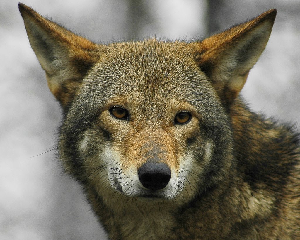 Free Cool Wallpapers red wolf wallpapers