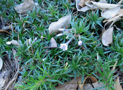 annieinaustin phlox subulata jan 2012