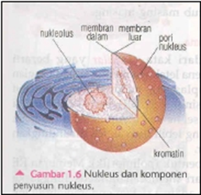 nukleus nukleus dan komponen penyusunnya