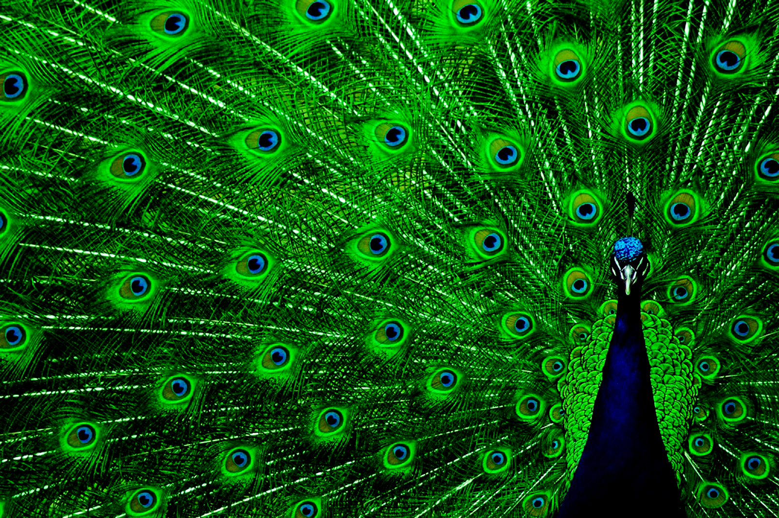 http://4.bp.blogspot.com/-TD-tsADeF80/UH5QpFPl8RI/AAAAAAAAGUg/3Hxpr_duM1w/s1600/beautiful_bird_peacock-other.jpg