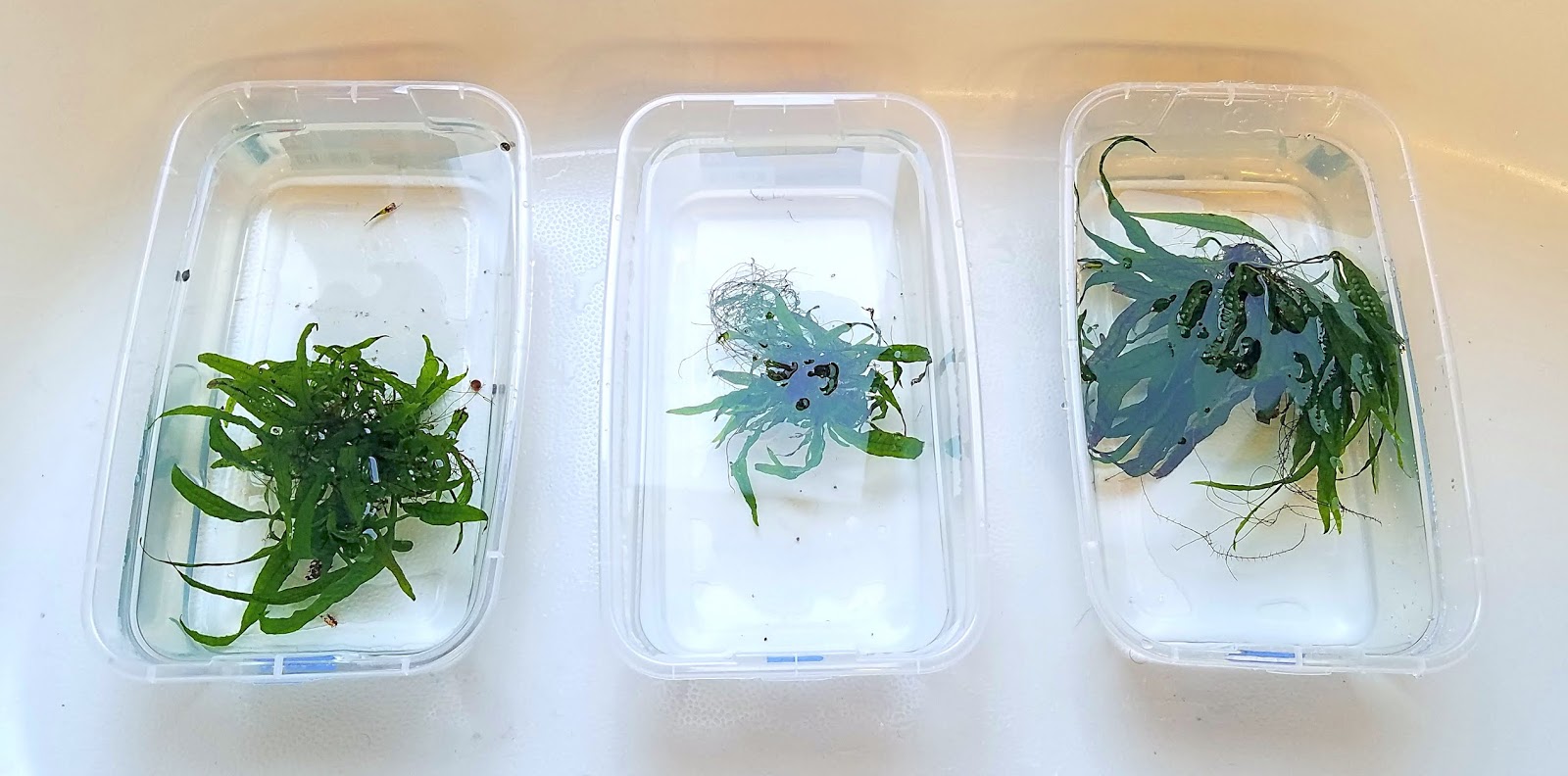 Snails in your tank? 10