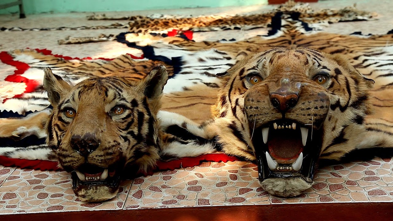 Why Are South China Tigers Endangered - Danger Choices