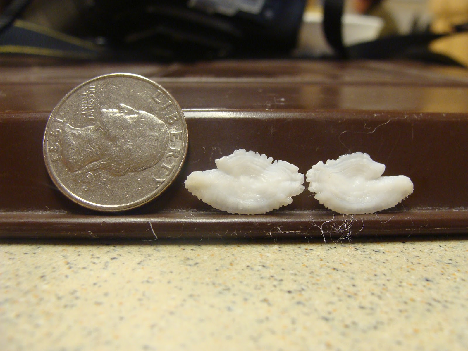 Cindy Johns So many pictures so little time to post!