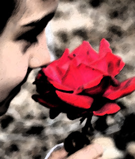 red rose