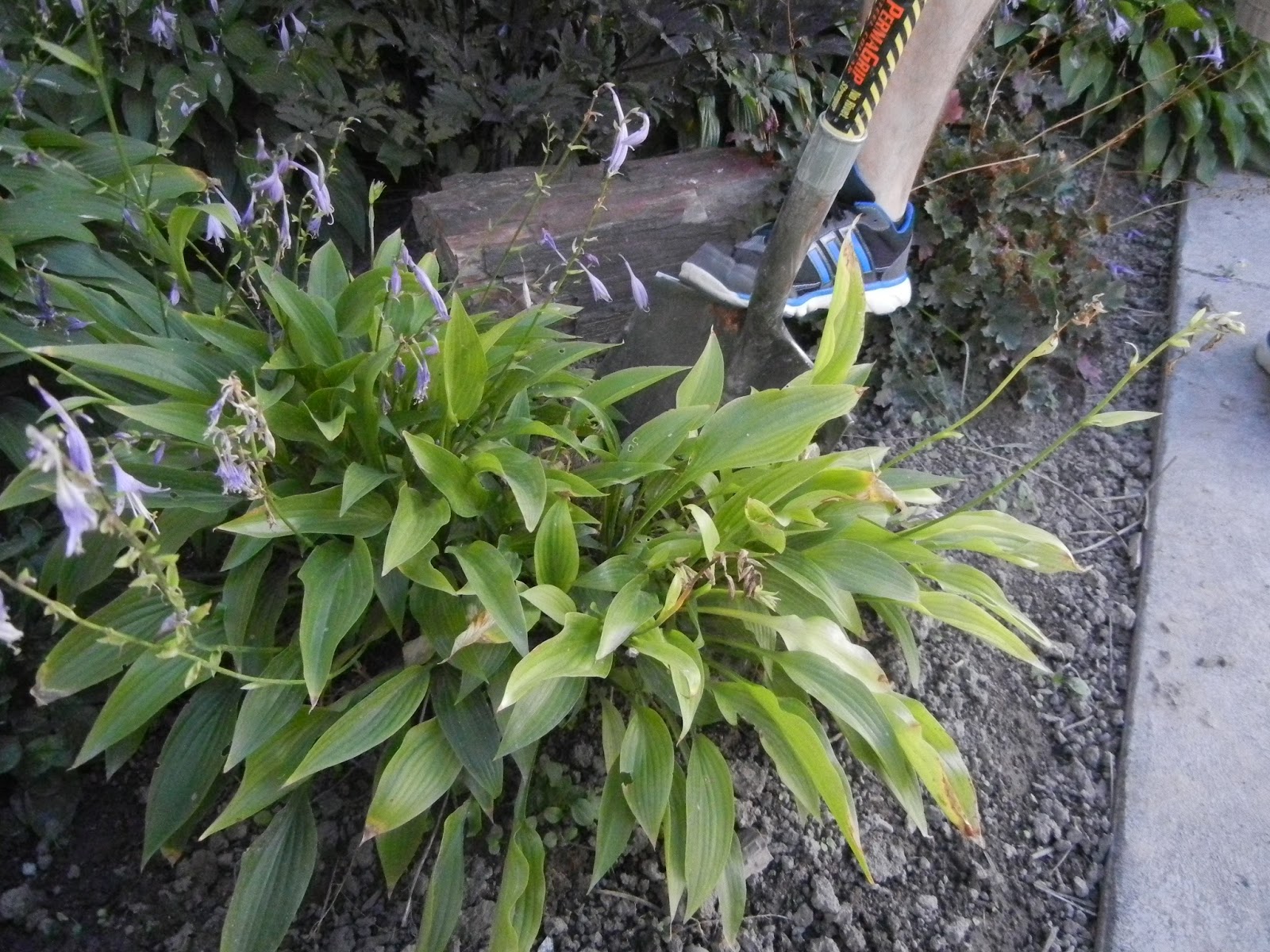 Proven Winners Colorchoice Plant Of The Week Plant Of The Week