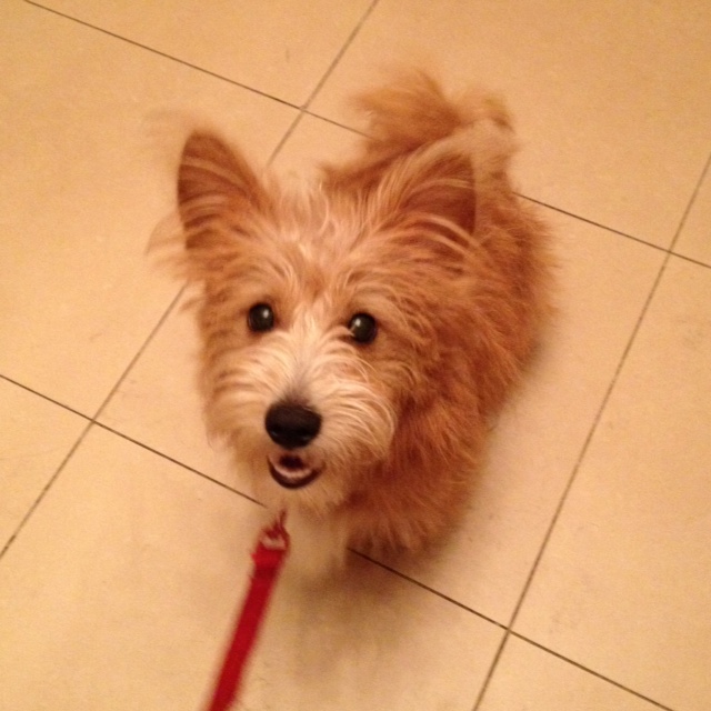 Terrier Mix Dog Training Home Dog Types