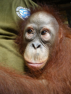 International Animal Rescue Orangutan Rescue Borneo