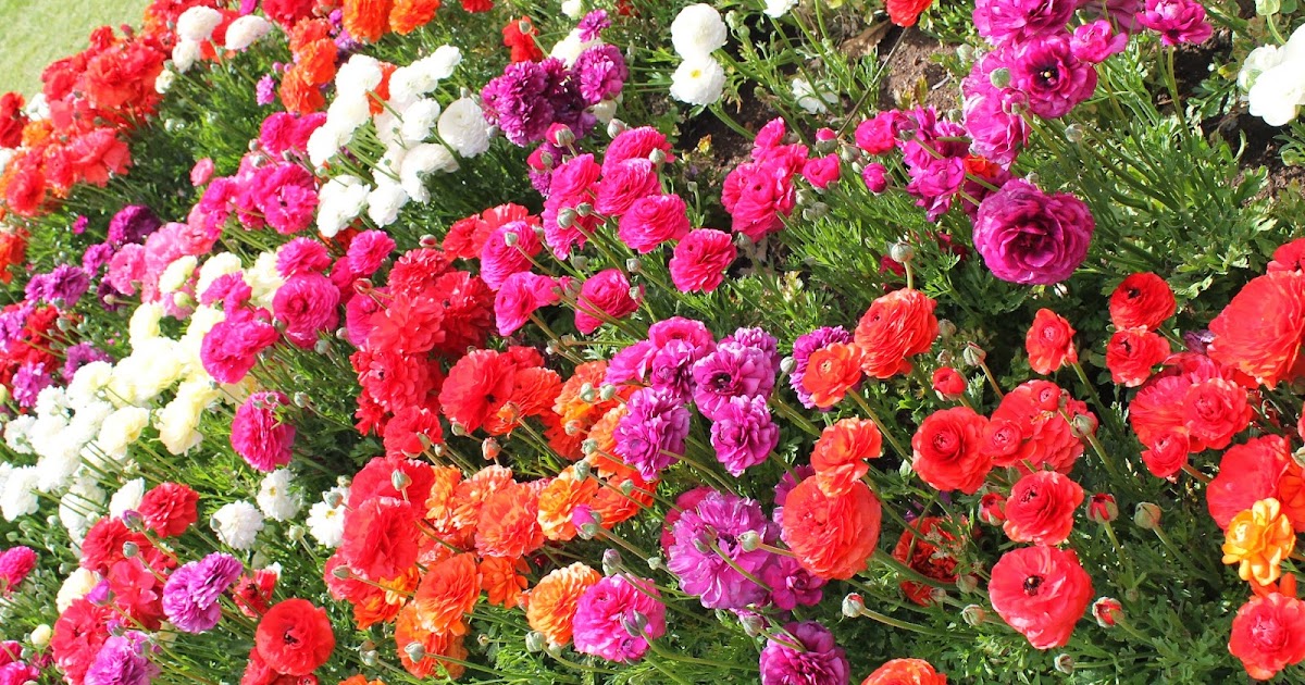 Weekend at Bernii's A weekend with " I have a flower crush going on