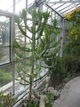 Kaktusi Slike