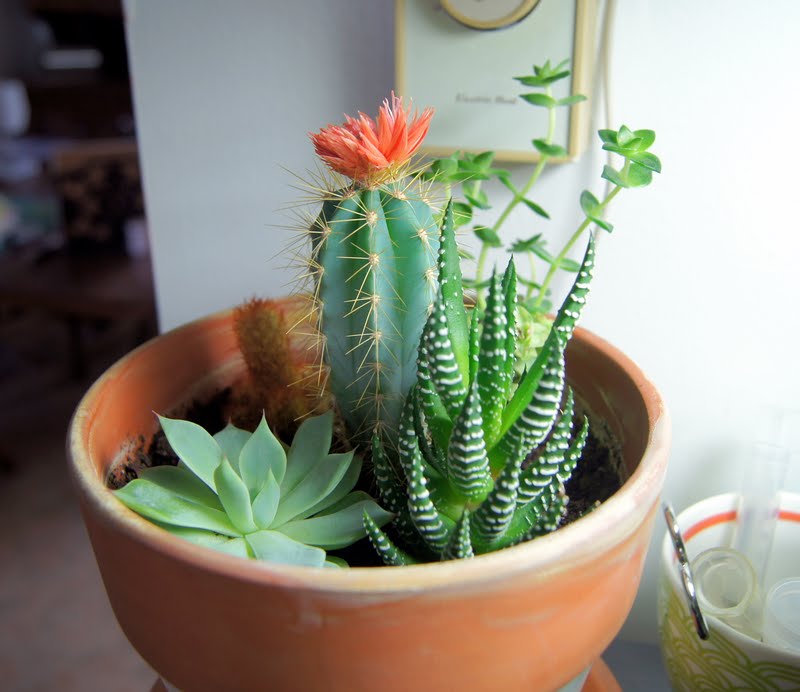 Garden Design Garden Design with Garden Indoor Cactus Garden Garden Design Garden Design with Garden Indoor Cactus Garden