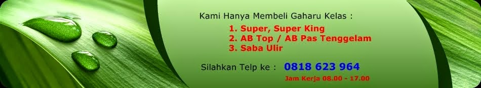 Buyer Gaharu Super dan Super King, Pembeli Gaharu dan Beli Gaharu Super dan Super King