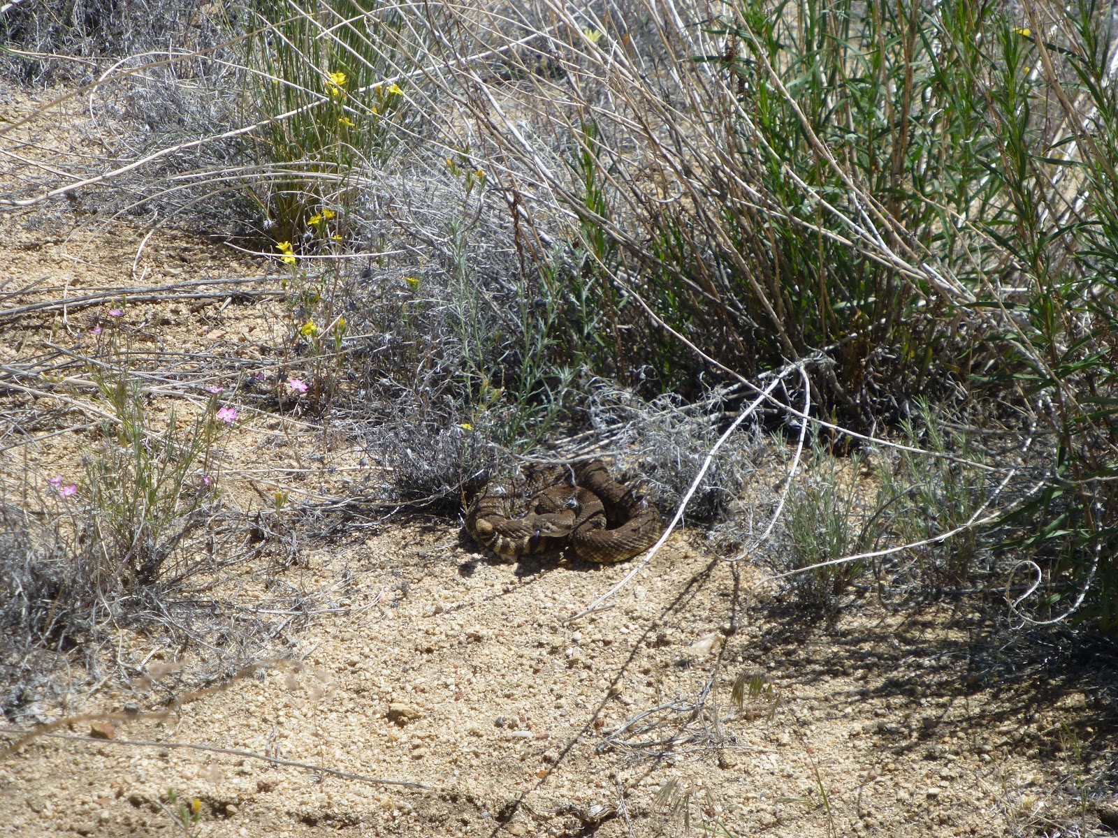 This rattler started rattling away right when Idan passed it, and I was behind. We both jumped instantly.