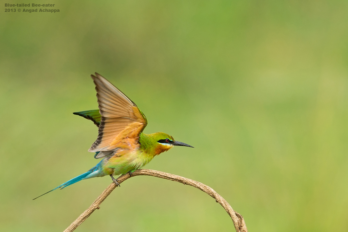 Wildlife photography: July 2013