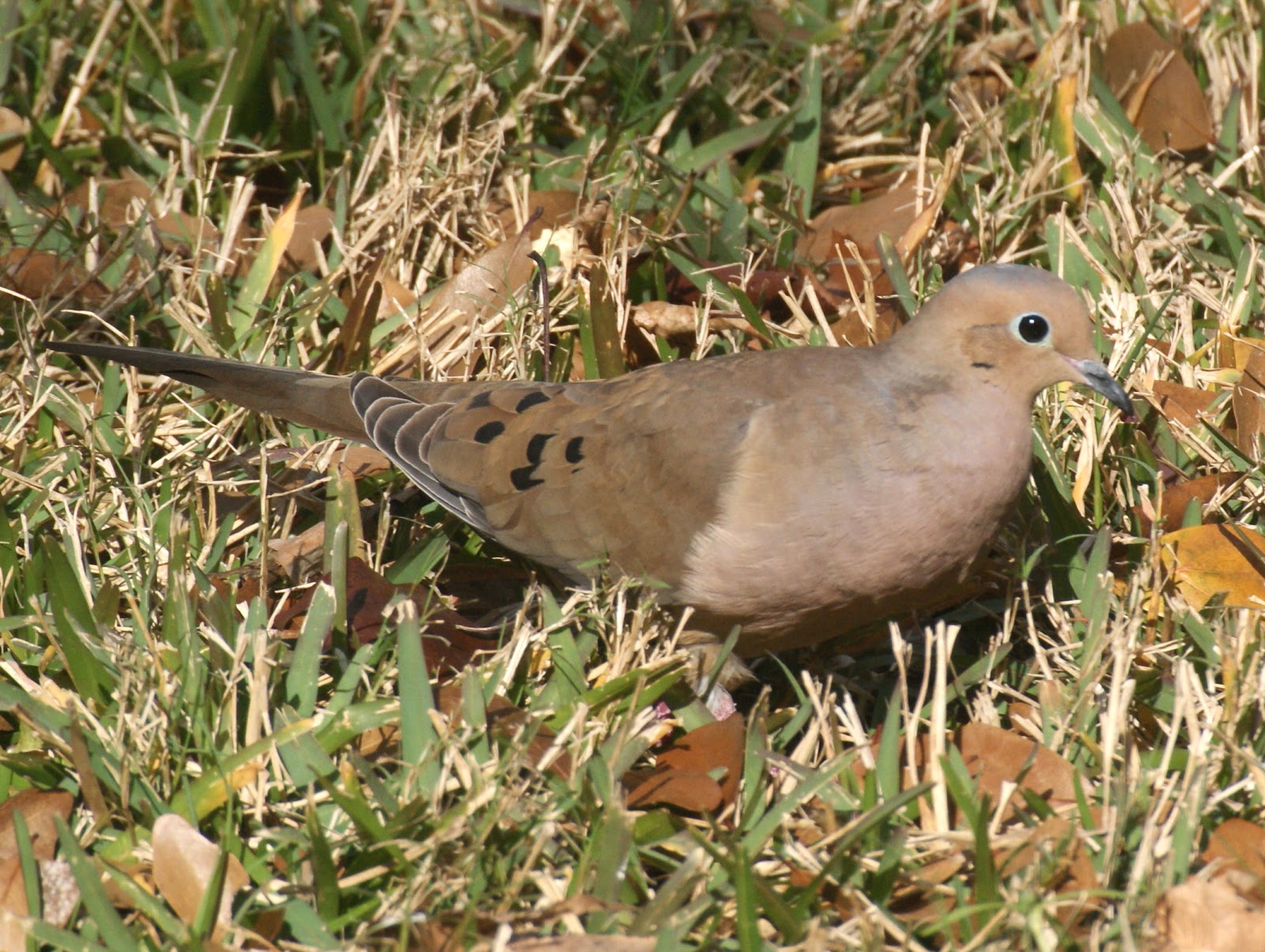SE Texas Birding & Wildlife Watching On the Home Front