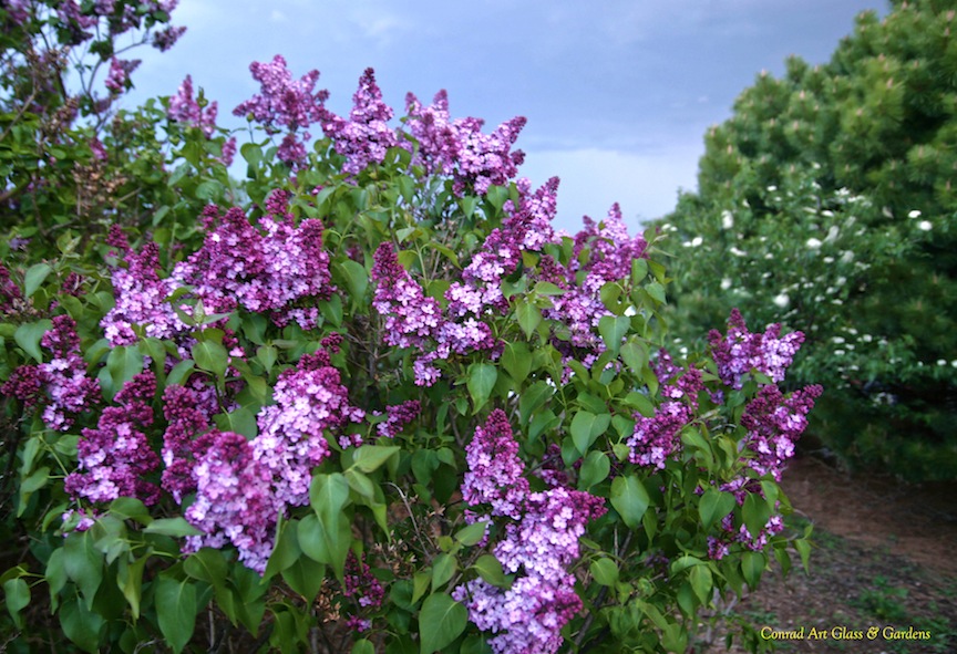 Nixpixmix Lilac Bouquet