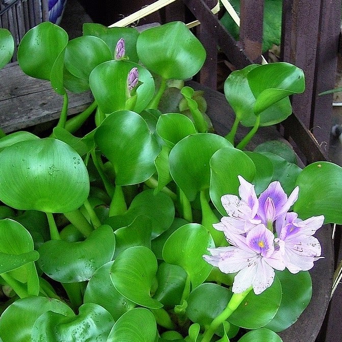 Water Hyacinth turning yellow?