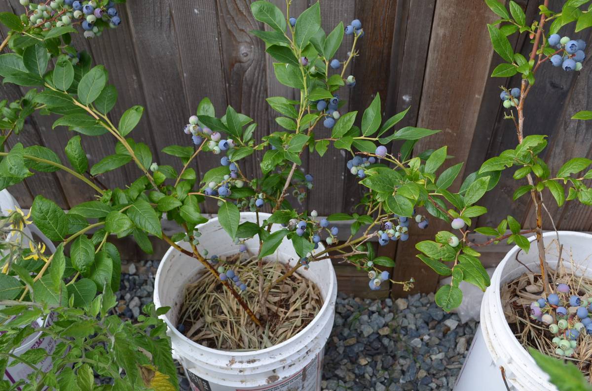 How to grow blueberries in Vancouver backyard