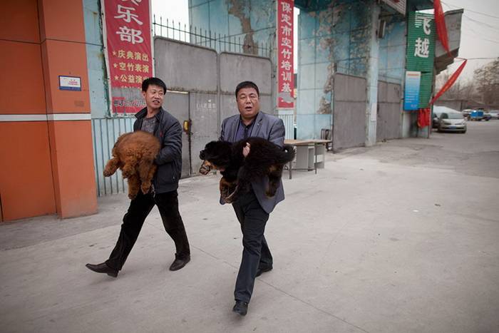 Beijing where Tibetan mastiffs, a much sought after status symbol, are bought and sold for up to £500,000