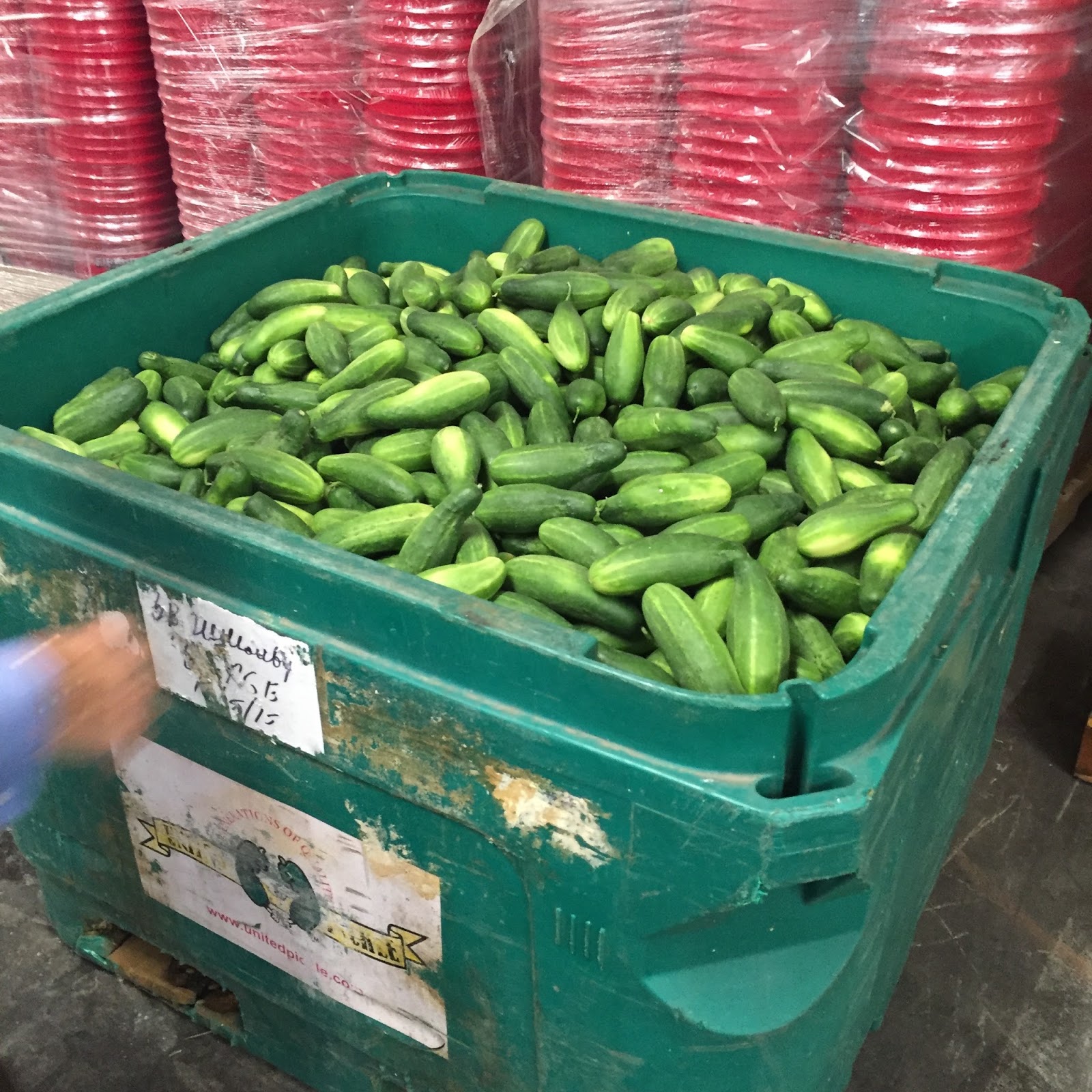 Sense & the City SMELL United Pickle factory