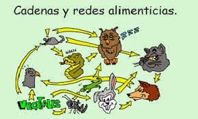 cadenas y tramas alimenticias y niveles troficos educaci 211 n ambiental unidad ii cadenas alimentarias y cadenas y tramas alimenticias y niveles troficos educaci 211 n ambiental unidad ii cadenas alimentarias y