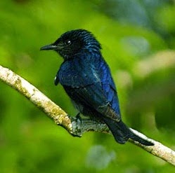 Mp3 suara burung srigunting kerdil Mp3 suara burung srigunting kerdil