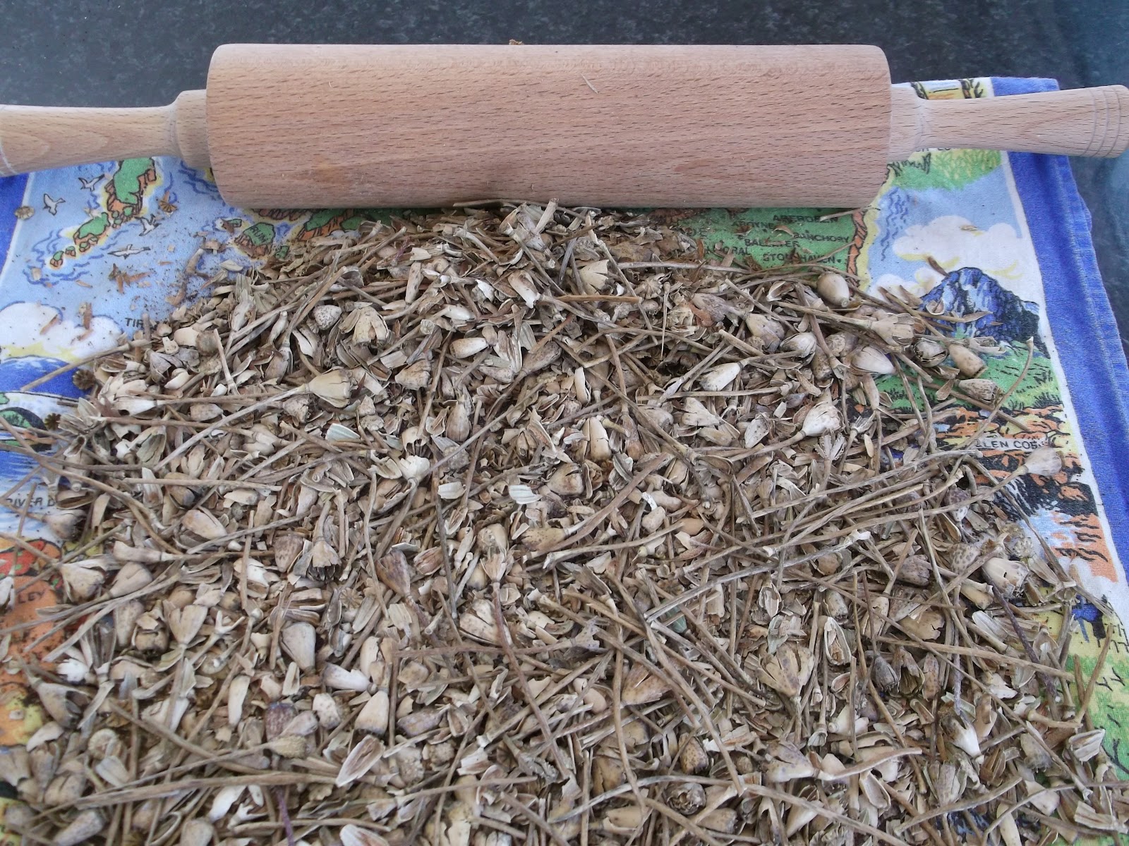 The Cyprus Garden Blog Collecting poppy seeds